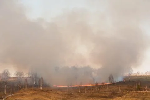Forest fire burning, Wildfire close up at day time Stock Photos