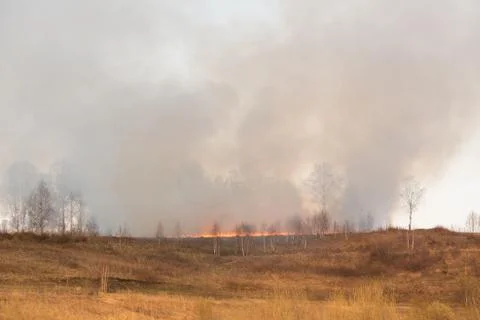 Forest fire burning, Wildfire close up at day time Stock Photos