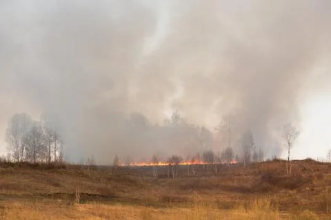 Forest fire burning, Wildfire close up at day time Stock Photos