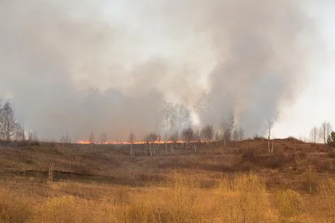 Forest fire burning, Wildfire close up at day time Stock Photos