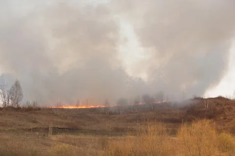 Forest fire burning, Wildfire close up at day time Stock Photos