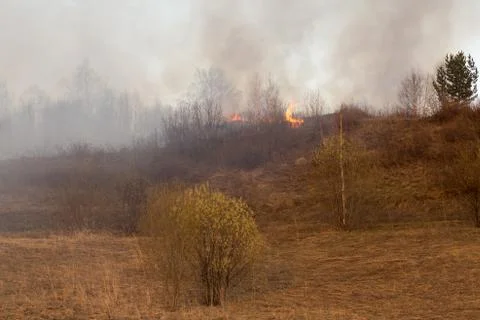Forest fire burning, Wildfire close up at day time Stock Photos