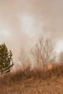 Forest fire burning, Wildfire close up at day time Stock Photos