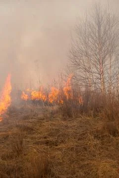 Forest fire burning, Wildfire close up at day time Stock Photos