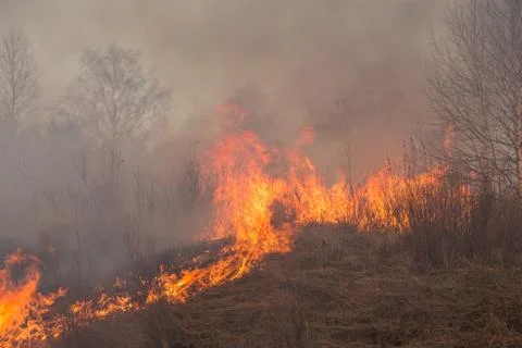 Forest fire burning, Wildfire close up at day time Stock Photos