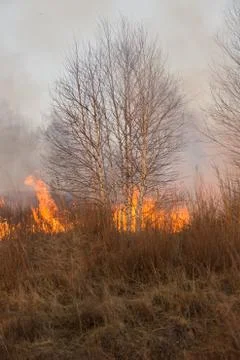 Forest fire burning, Wildfire close up at day time Stock Photos