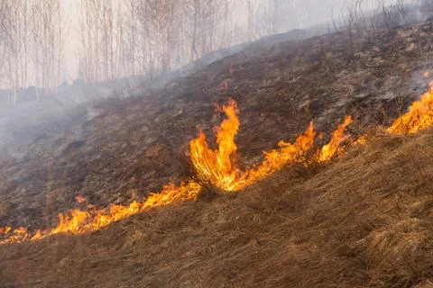 Forest fire burning, Wildfire close up at day time Stock Photos