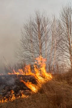 Forest fire burning, Wildfire close up at day time Stock Photos