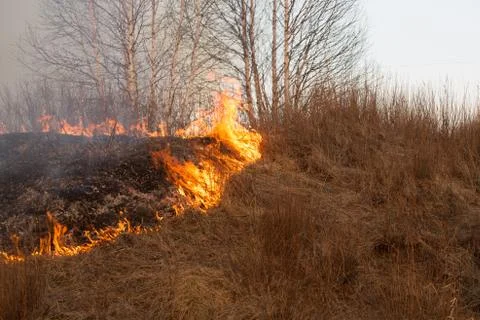 Forest fire burning, Wildfire close up at day time Stock Photos