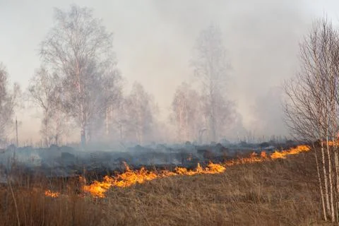 Forest fire burning, Wildfire close up at day time Stock Photos