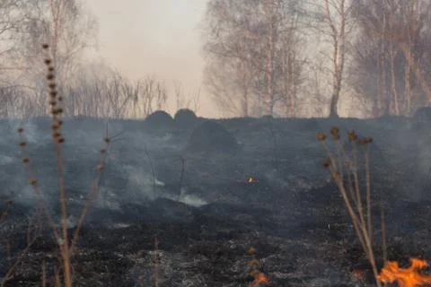Forest fire burning, Wildfire close up at day time Stock Photos