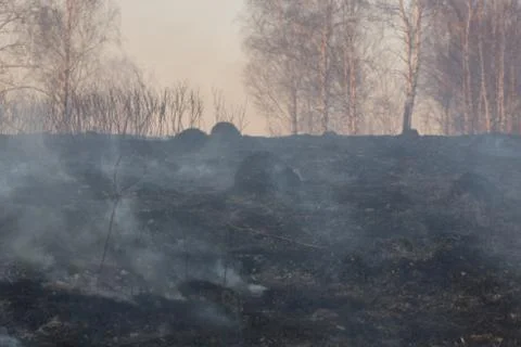 Forest fire burning, Wildfire close up at day time Stock Photos