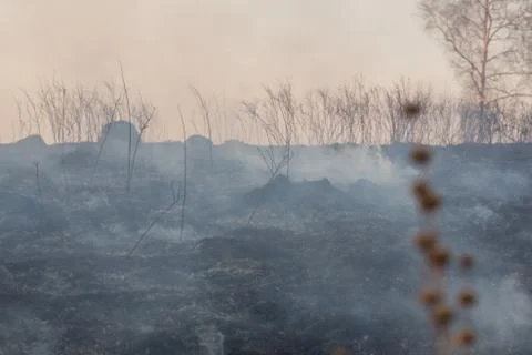 Forest fire burning, Wildfire close up at day time Stock Photos