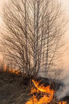 Forest fire burning, Wildfire close up at day time Stock Photos