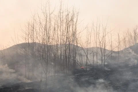 Forest fire burning, Wildfire close up at day time Stock Photos