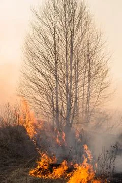 Forest fire burning, Wildfire close up at day time Stock Photos