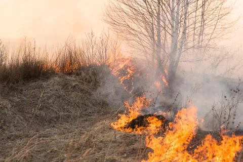 Forest fire burning, Wildfire close up at day time Stock Photos
