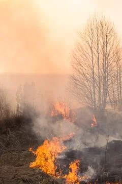 Forest fire burning, Wildfire close up at day time Stock Photos