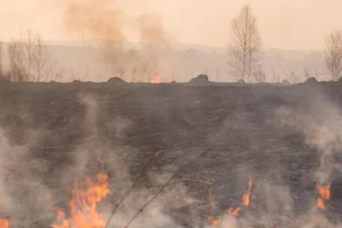 Forest fire burning, Wildfire close up at day time Stock Photos
