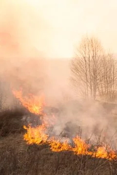 Forest fire burning, Wildfire close up at day time Stock Photos