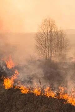 Forest fire burning, Wildfire close up at day time Stock Photos