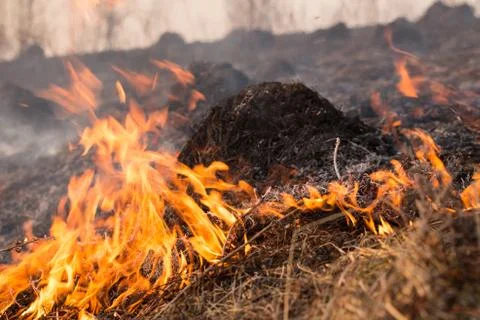 Forest fire burning, Wildfire close up at day time Stock Photos