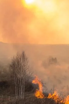 Forest fire burning, Wildfire close up at day time Stock Photos