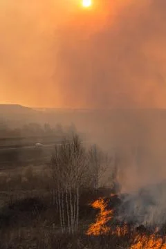 Forest fire burning, Wildfire close up at day time Stock Photos