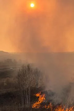 Forest fire burning, Wildfire close up at day time Stock Photos