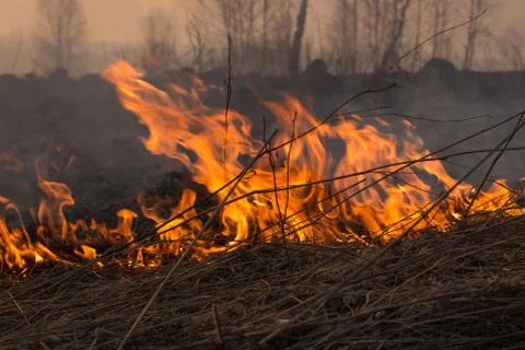 Forest fire burning, Wildfire close up at day time Stock Photos