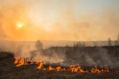 Forest fire burning, Wildfire close up at day time Stock Photos