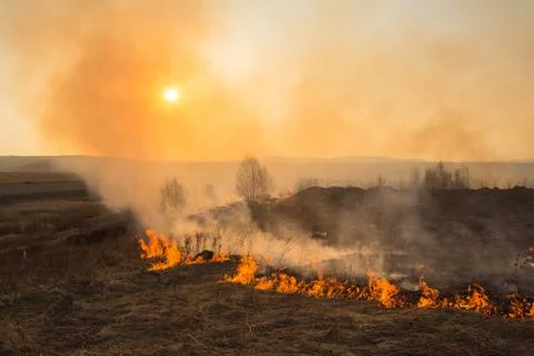 Forest fire burning, Wildfire close up at day time Stock Photos