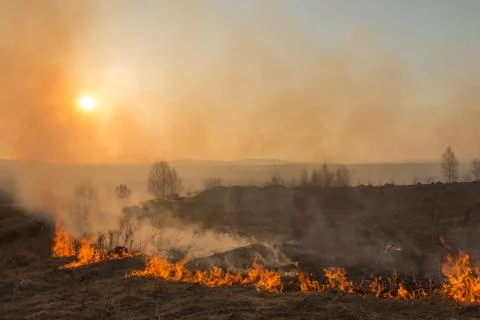 Forest fire burning, Wildfire close up at day time Stock Photos