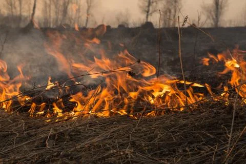 Forest fire burning, Wildfire close up at day time Stock Photos