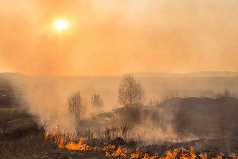 Forest fire burning, Wildfire close up at day time Stock Photos