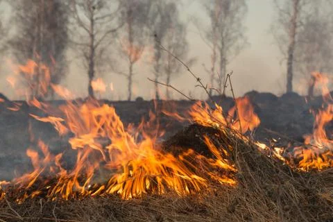Forest fire burning, Wildfire close up at day time Stock Photos