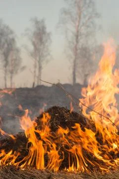 Forest fire burning, Wildfire close up at day time Stock Photos