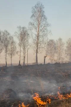 Forest fire burning, Wildfire close up at day time Stock Photos