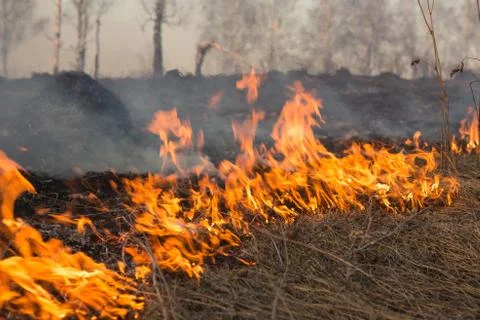 Forest fire burning, Wildfire close up at day time Stock Photos