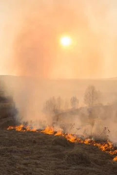 Forest fire burning, Wildfire close up at day time Stock Photos