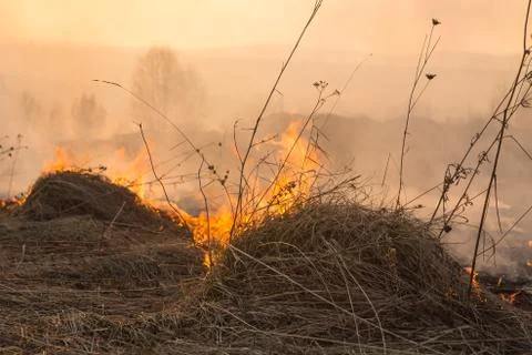 Forest fire burning, Wildfire close up at day time Stock Photos
