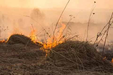 Forest fire burning, Wildfire close up at day time Stock Photos