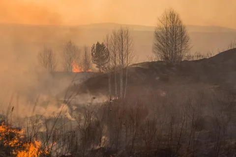Forest fire burning, Wildfire close up at day time Stock Photos