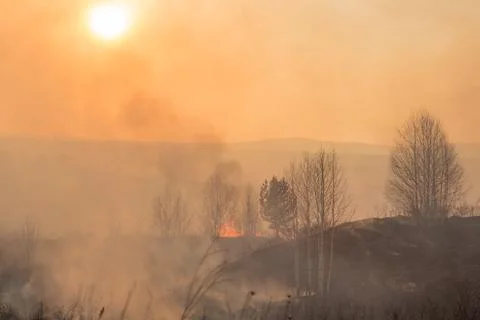 Forest fire burning, Wildfire close up at day time Stock Photos