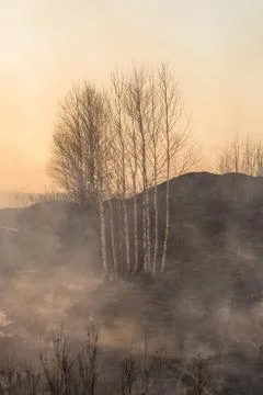 Forest fire burning, Wildfire close up at day time Stock Photos