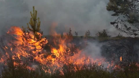 Forest fire with burning young pine Stock Footage 56516483