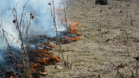 A forest fire burns dry grass hay small flowers, to the detriment of animals, fl Video stock 91055726
