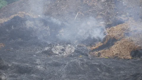 A forest fire burns dry grass hay small flowers, to the detriment of animals Stock Footage 92937438
