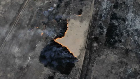 A forest fire burns dry grass hay small flowers, to the detriment of animals Stock Footage 106374768