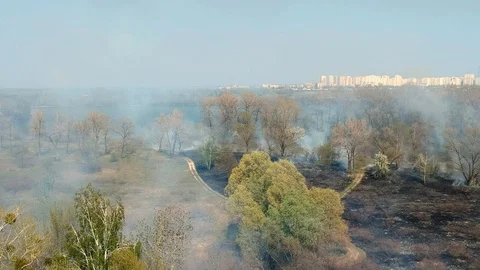 A forest fire burns grass Video stock 112263600